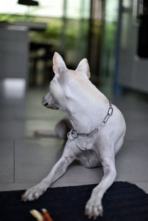 A White Female Dog is Having Her Training Lesson. Stock Image - Image ...