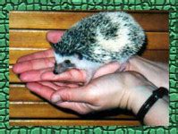 The Various Hedgehog Color Varieties We Breed | HEDGEHOGS by Vickie