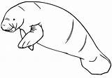 Manatee Coloring Page sketch template