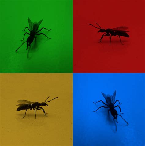 Ant Dance [gif] by emy-hobbies on DeviantArt