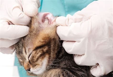 Cat Ear Hematoma Surgery - What is it & what does it cost?