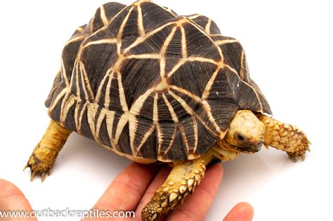 Burmese Star Tortoise Male 2-5871 | Outback Reptiles