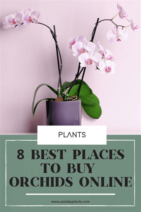 8 Best Places to Buy Orchids Online - Paisley Plants