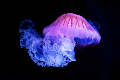 The Purple-striped Jellyfish Chrysaora Colorata Stock Image - Image of ...