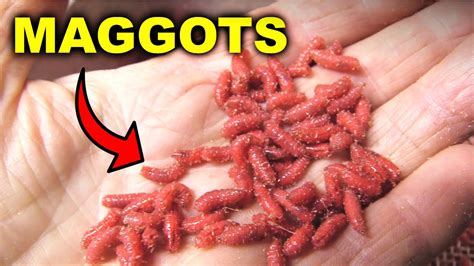 Maggots