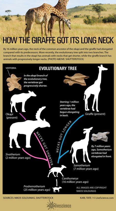 Here's How the Giraffe Got Its Long Neck (Infographic) | Giraffe ...