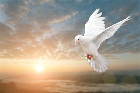 Download White Dove Flying Over The Mountains At Sunset | Wallpapers.com