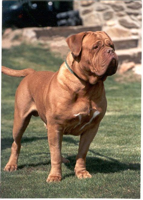 40+ Best Dogue de Bordeaux images | bordeaux dog, french mastiff, mastiffs