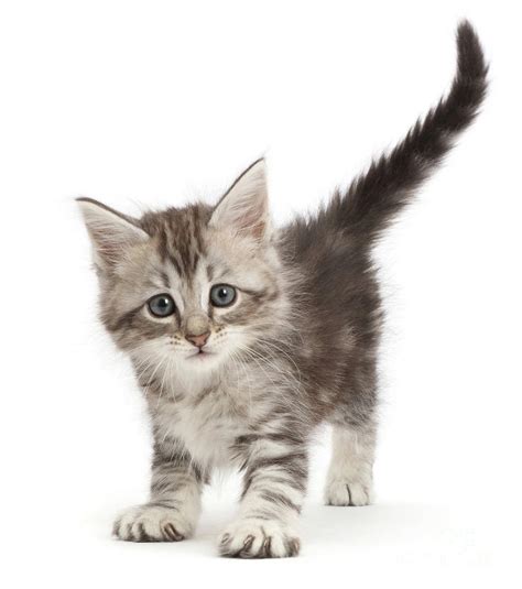 Grey tabby kitten Photograph by Warren Photographic - Fine Art America