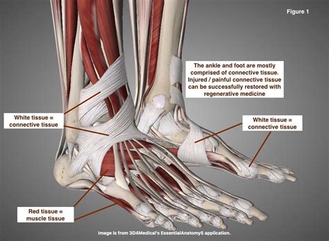 The Ankle – A Critical Link In The Chain Of Stability And Performance | CHARM