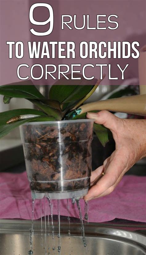 9 Rules To Water Orchids Correctly - Gardaholic.net