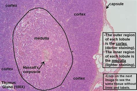 Thymus – Tutorial – Histology Atlas for Anatomy and Physiology