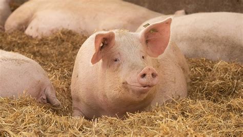 7 tips on maintaining sow body condition - Farmers Weekly