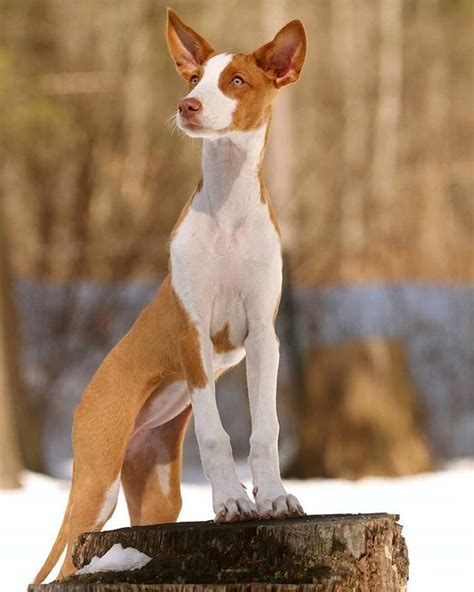 9 Images That Show The Extreme Athleticism And Grace Of Ibizan Hounds – American Kennel Club ...