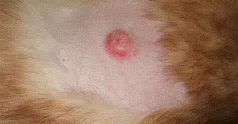 Dog Skin Cancer Lesions