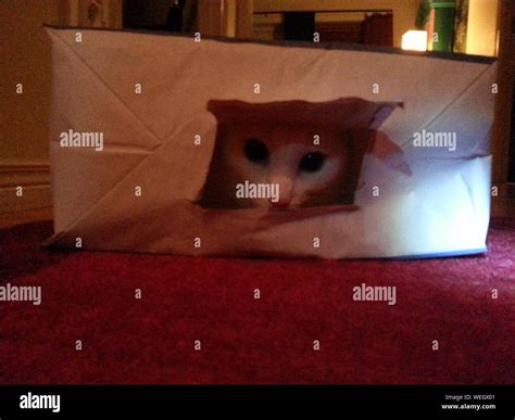 Cat Hiding In Box Stock Photo - Alamy