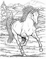 Horse Herd Coloring Pages At GetColoringscom  Free Printable sketch template