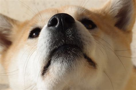 Dog Shiba Inu - Free photo on Pixabay