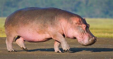 Hippo - Mammals - South Africa