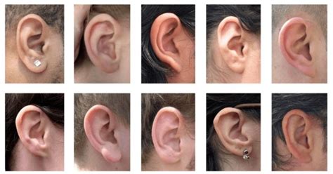 Physiognomy Shows You What Your Ear Shape Says About Your Personality | Ear, Anatomy drawing ...