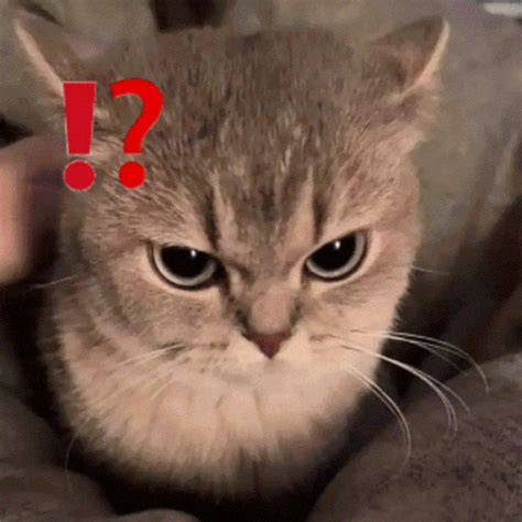 Angycat Geminimeme GIF - Angycat Geminimeme Geminiangry - Discover & Share GIFs