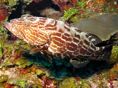 Black Grouper - Mycteroperca bonaci - Belize - Photo 11 - Caribbean Reefs