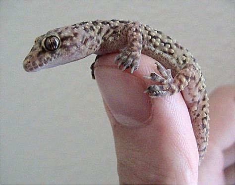 Mediterranean House Gecko - Learn About Nature