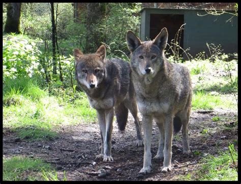 Wolf breeding season