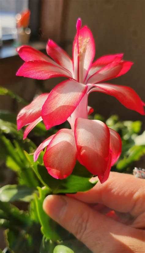 Thanksgiving Cactus Blooms : r/pics