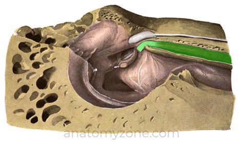 Ossicles of the Middle Ear - Malleus, Incus, Stapes, Muscles