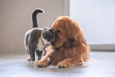 Cat and Dog Wrap Each Other In Hug In 'Wholesome' Video: 'You're Mine ...