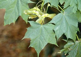 Species: Acer platanoides