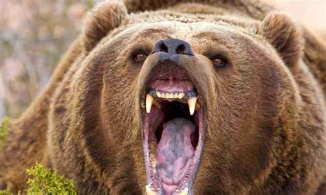 Why Are Grizzly Bears Aggressive? (3 Main Reasons Why)