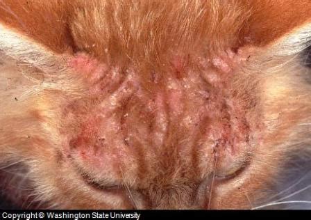 Cat Skin Allergies