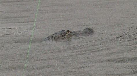 Wildlife control team attempts to catch Prien Lake Park alligator