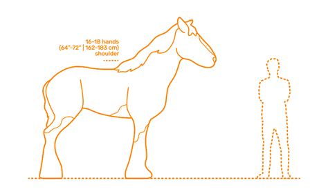 Horses | Horse Breeds Dimensions & Drawings | Dimensions.com