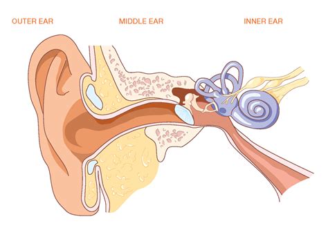 Basic Diagram Of The Ear