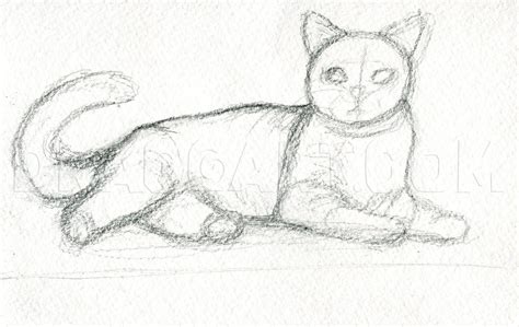 How To Draw Realistic Cats, Draw Real Cats, Step by Step, Drawing Guide, by finalprodigy ...