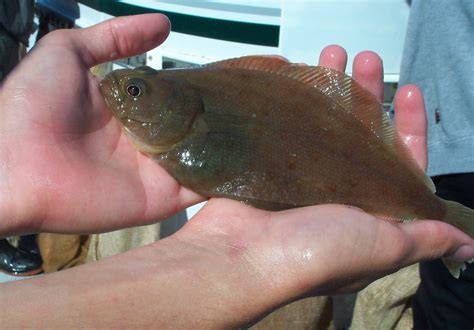 Pacific Sanddab | California Sea Grant