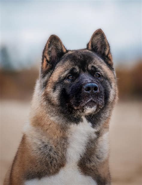 American Akita: Dog breed standard, personality, health, Akita puppy