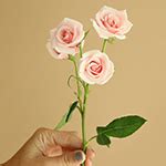 Light Pink Spray Bulk Roses | FiftyFlowers.com