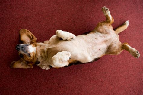 Dog Lying On Back Stock Photo - Download Image Now - iStock