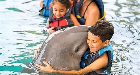 Bahamas Dolphin Swimming Excursion | Royal caribbean cruise, Bahamas, Royal caribbean