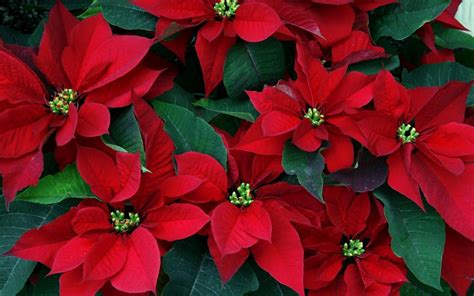 Poinsettia ~ such happy plants. | Flor de navidad, Flor de nochebuena, Flor de pascua