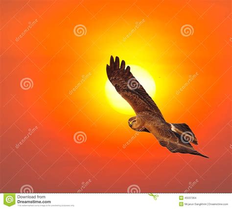 Pied Harrier stock photo. Image of isolate, harrier, pied - 45537364