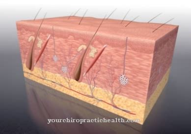 The release of holocrine secretions is found, for example, in human sebum glands. The secreting ...