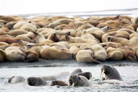 I Am the Walrus: An Arctic Animal's Existence - Discover by Silversea