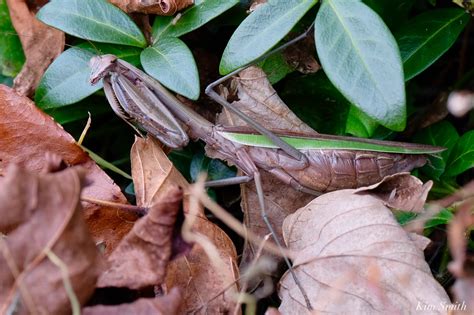 how to tell the difference between a Chinese Mantis and Carolina Mantis | Kim Smith Films