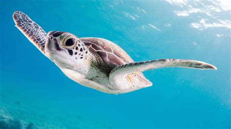 Turtle Close Up Photography Of Brown Sea Turtle Tortoise Image Free Photo