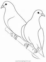 Coloring Pages Of Doves sketch template
